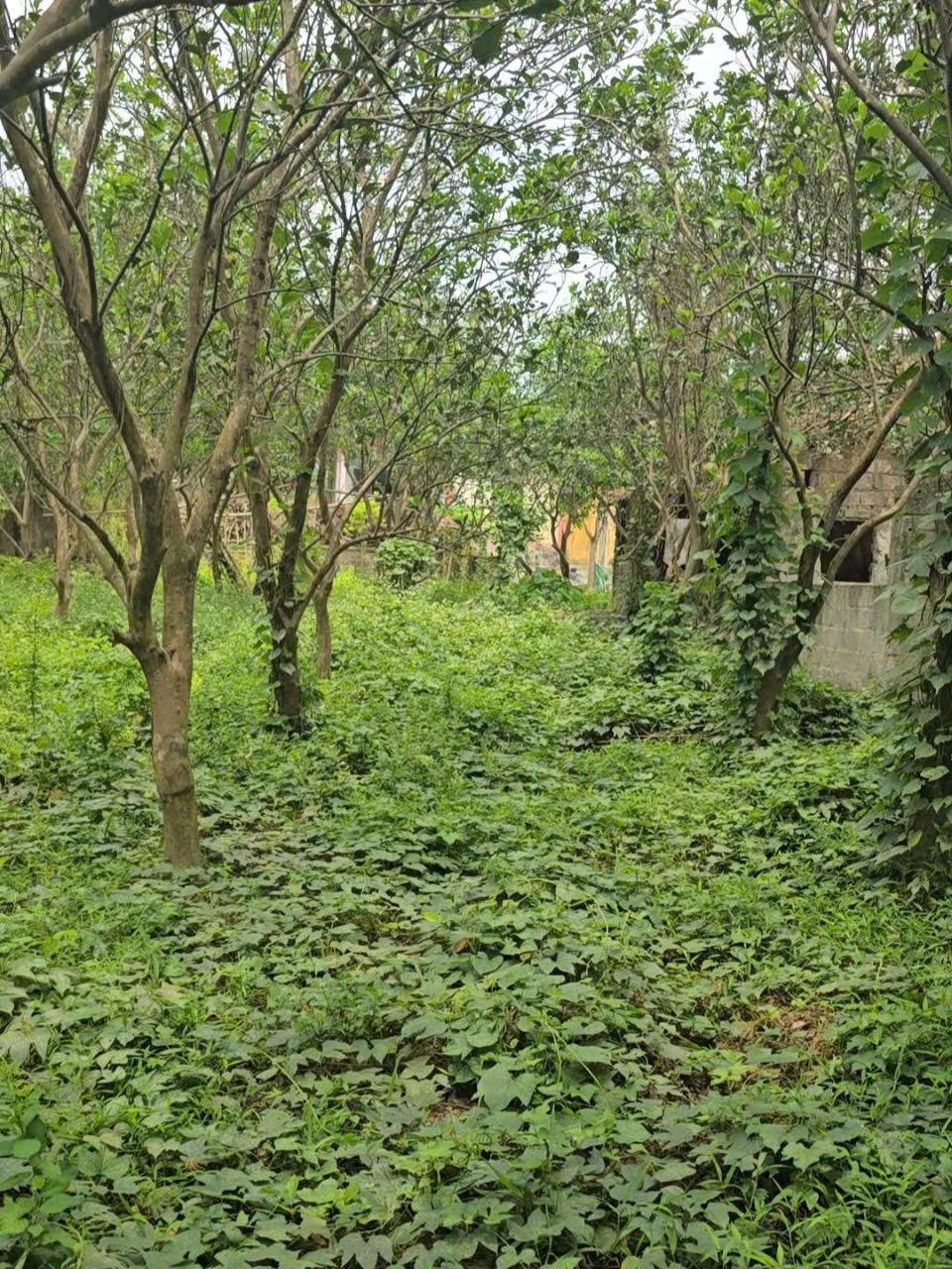 Bán 1500M_400M đất ở lô góc bám 2 mặt đường_có ao thả cá_Lạc Thuỷ Hoà Bình_2,x tỷ - Ảnh 1